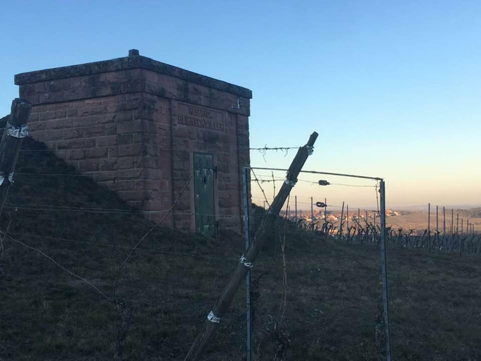 Les Gites Du Raceme Blienschwiller Bagian luar foto